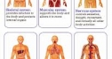 charts of human body systems