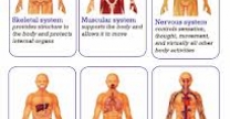 charts of human body systems